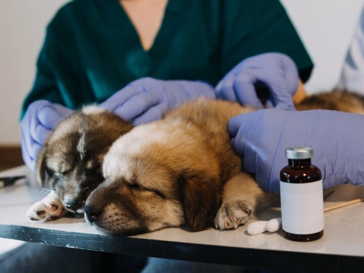 Bioprotect dla psa: dawkowanie i sposób podawania