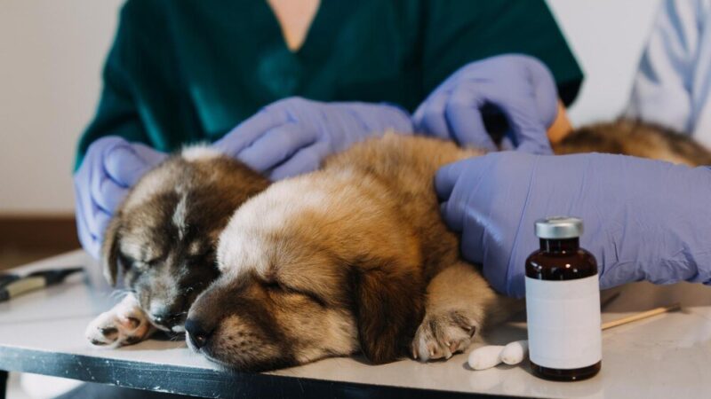 Bioprotect dla psa: dawkowanie i sposób podawania