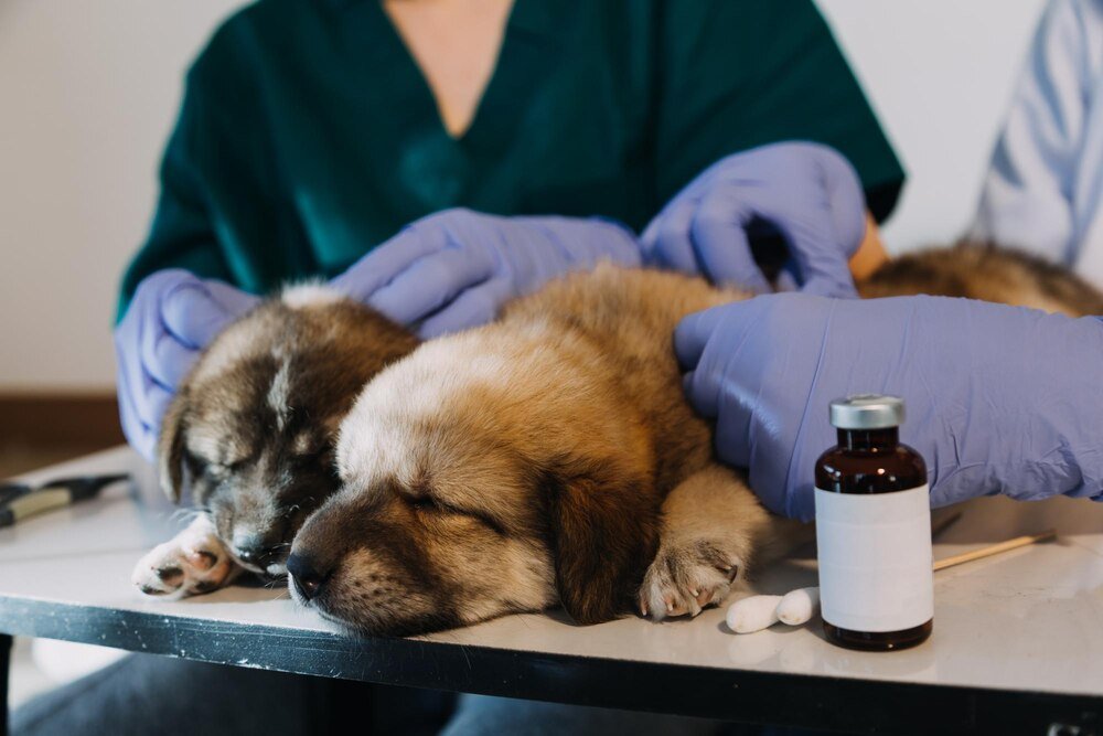 Bioprotect dla psa: dawkowanie i sposób podawania