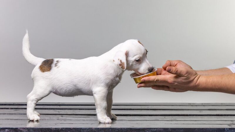 Jakie suplementy i witaminy są najlepsze dla psów?