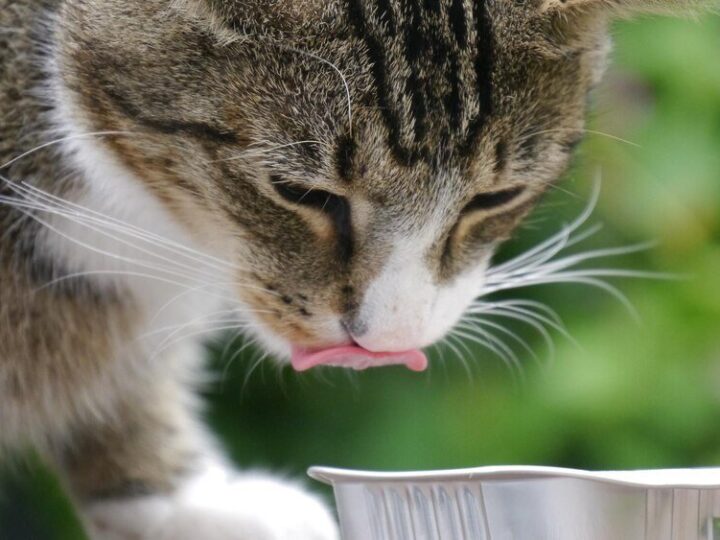 Mleko zastępcze dla kociąt: Jak wybrać najlepsze?