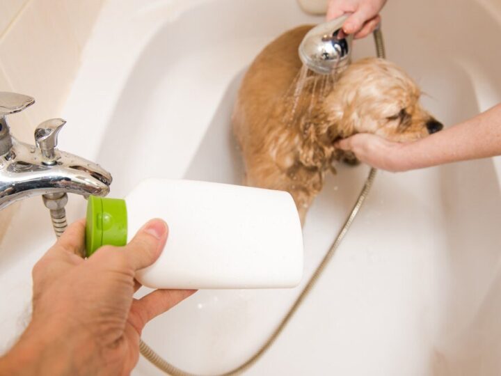 Pielęgnacja psów: Jak wybrać najlepszy szampon dla psów z problemami skórnymi