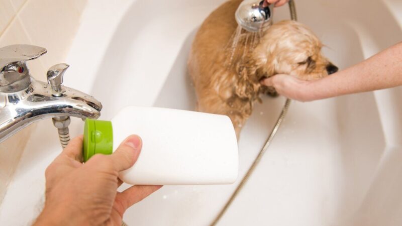 Pielęgnacja psów: Jak wybrać najlepszy szampon dla psów z problemami skórnymi