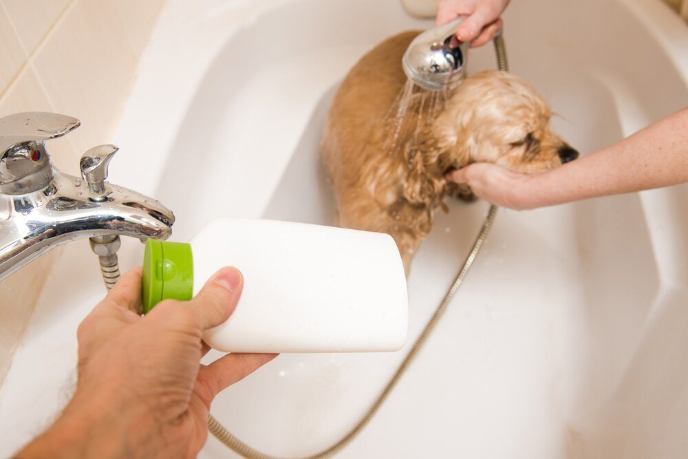 Pielęgnacja psów: Jak wybrać najlepszy szampon dla psów z problemami skórnymi