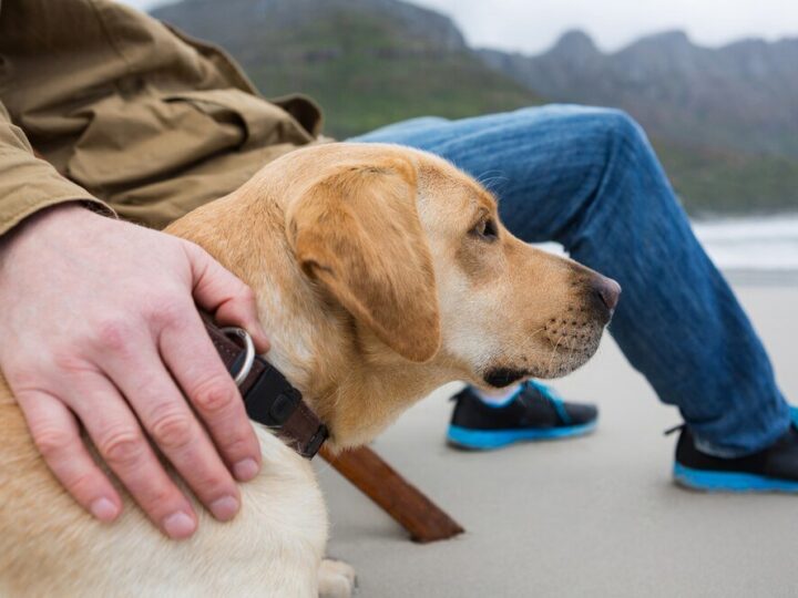 Mandat za szczekanie psa w dzień – co grozi właścicielowi?