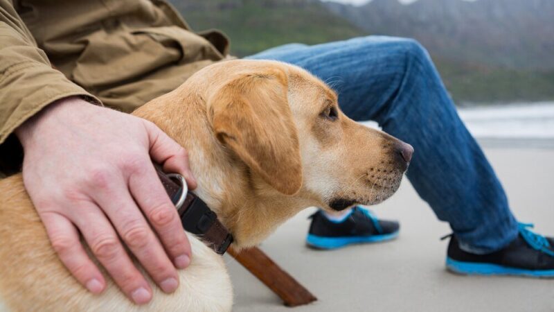 Mandat za szczekanie psa w dzień – co grozi właścicielowi?